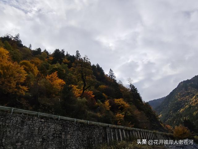 米亚罗彩林季，观赏一日游！