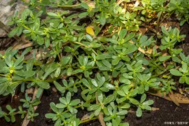 马齿苋2个黄金搭配，止皮肤瘙痒。图片