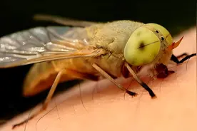 你是否认识这种“瞎蒙子”图片