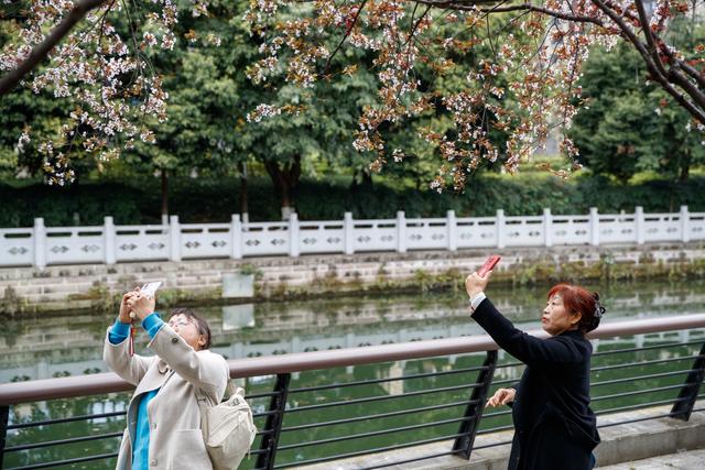 春满蓉城 花缀府河——东湖公园紫叶李盛放引市民赴春日之约