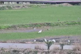 朱鹮现身鄠邑区“曲水稻香”图片