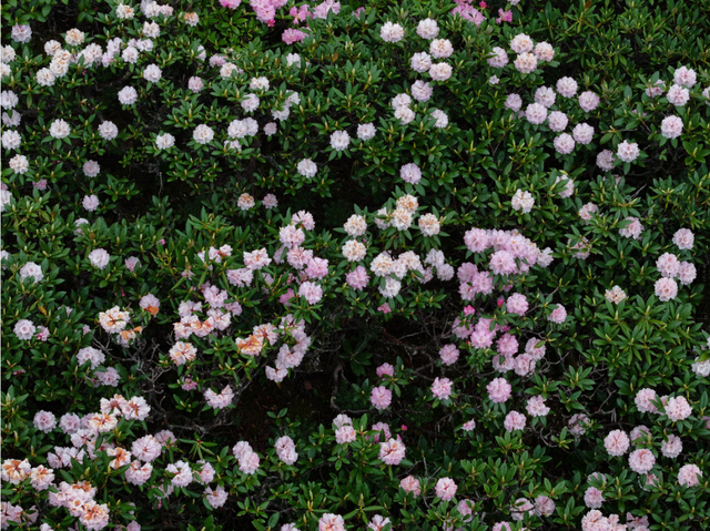 漫步云端，撞见磅礴花事丨15秒看云南