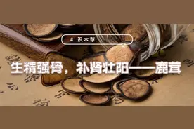 识本草丨生精强骨，补肾壮阳——鹿茸图片