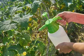 4种反季蔬菜已被列入“黑名单”，吃多了会致癌？听听医生怎么说图片