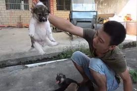 在农村，如何挑选一只好的土狗，你真的了解吗？图片