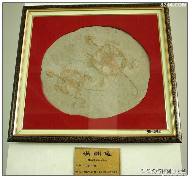 山东行游影记（30）—平邑天宇自然博物馆（五）