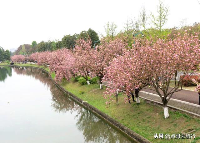 成都真大气，最美的樱花都免费，8000米樱花大道更是繁花似锦！