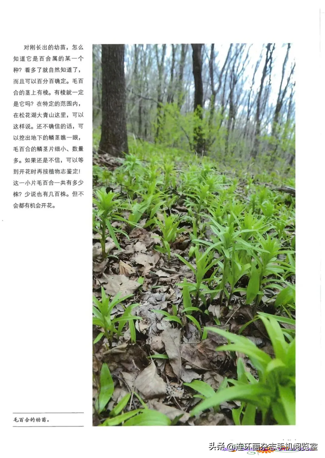 《青山草木》页选03