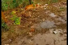 儿子不想养金毛了将它送去乡下，家人也不愿养，遗弃前还殴打了它图片