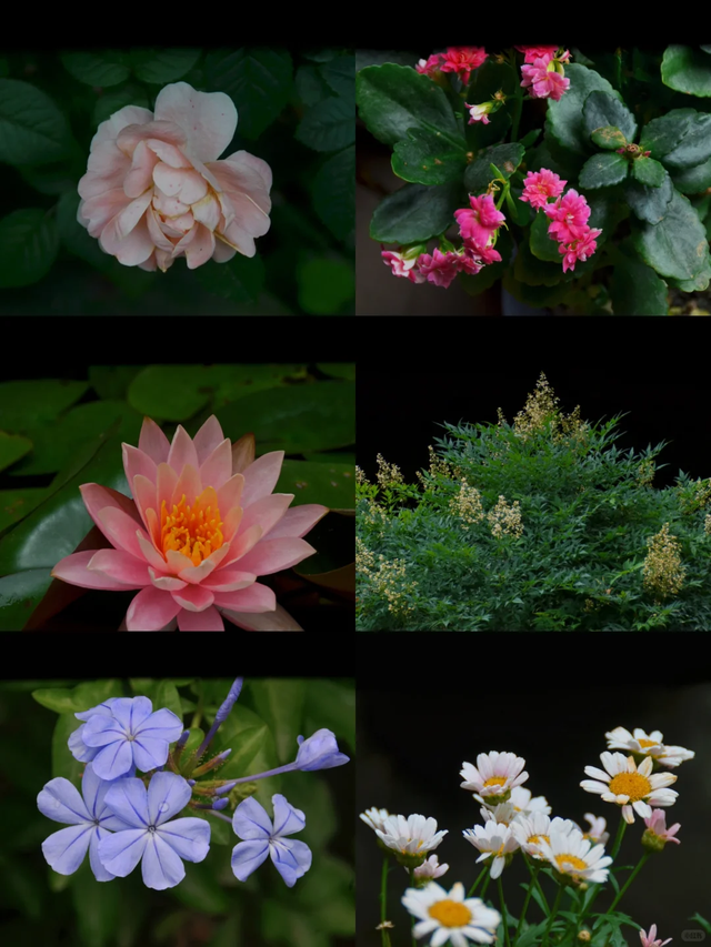 新发现一个宝藏地！5元斋饭，20元包吃住，成都市区这个寺庙值得