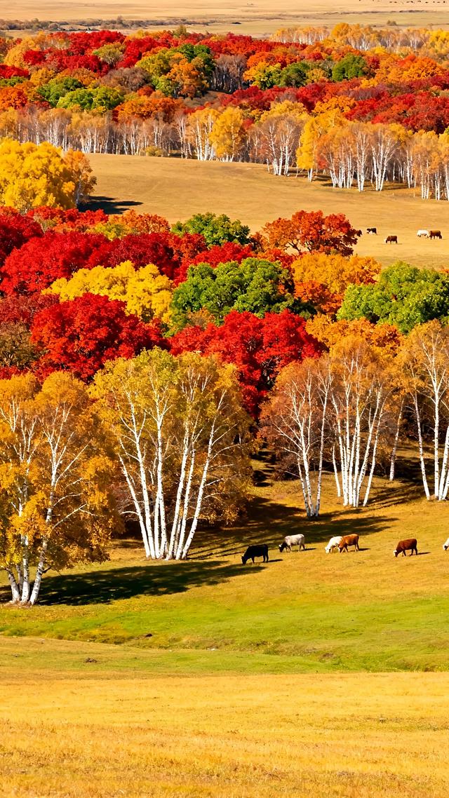 秋意浓时，山河变色，情到深处，层林尽染。治愈系秋天美景