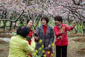 桂林灵川：万亩桃花竞相盛放 游客踏青赏花正当时图片