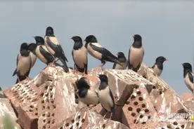 辨词：灭蝗小能手 粉红椋鸟图片