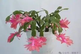 “一花传三代，人走花还在”这8种花越养越旺宅，堪称“传家宝”图片