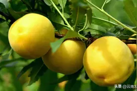 昭通镇雄：黄桃抢“鲜”上市图片