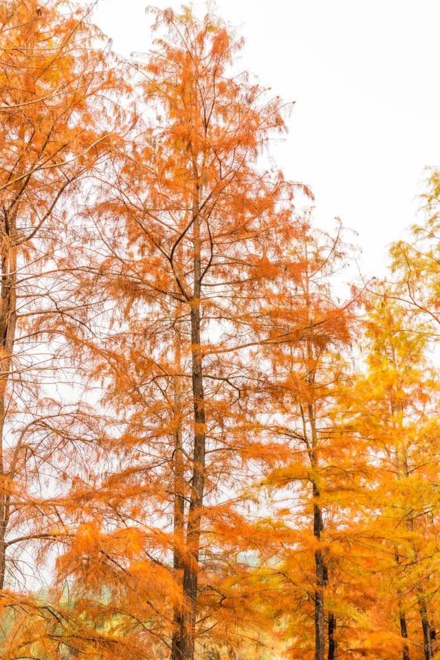 莲花山落羽杉，红了！