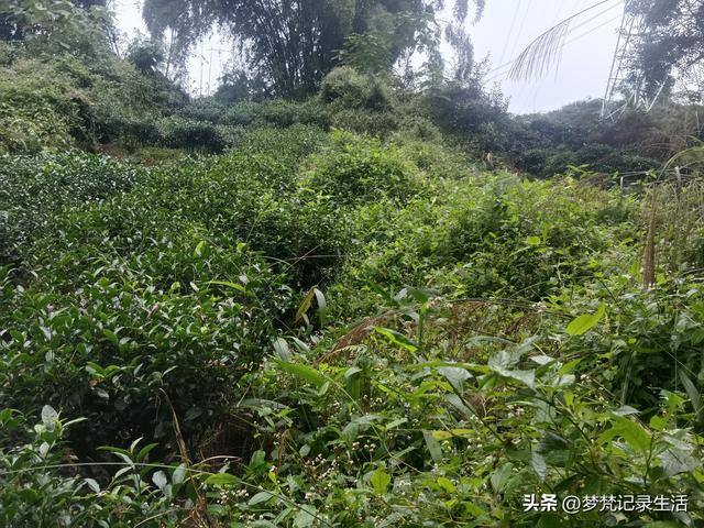 和老人相处是一个修炼的过程，阴天湿漉漉的我还是把茶树修剪完了