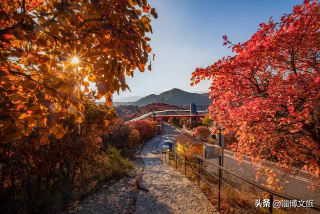 红了！淄博绝美红叶季来袭，一景区免费！等天晴，就出发→