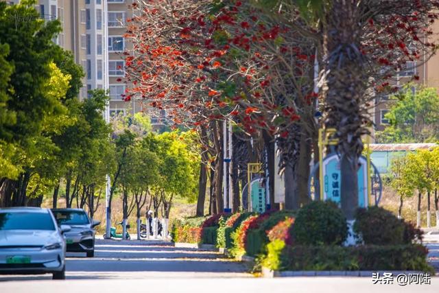 云南保山有条海棠路,种满的却是刺桐花,春日风景堪称一绝