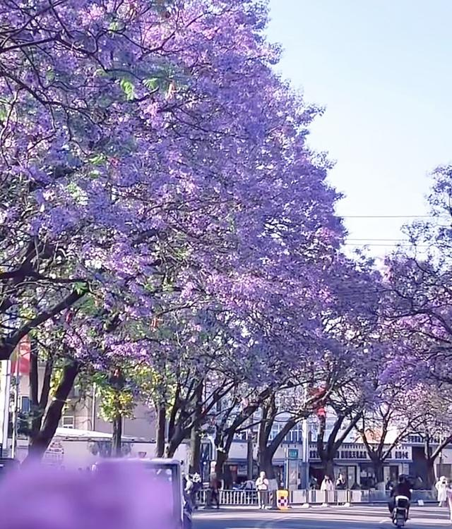 四川美到封神的小城，5万多株蓝花楹开花了，与昆明一样美！