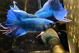 小型鱼缸适合养什么鱼？适合小鱼缸养的鱼有哪些？图片