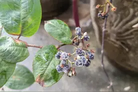 它的花像白饭粒，果像水母，在广东很常见，用来煲汤，祛湿又消滞图片