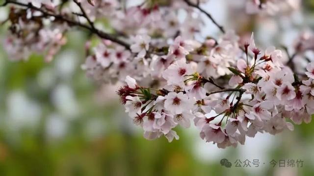 闹热得很！再过两天，绵竹这里又是人山人海……