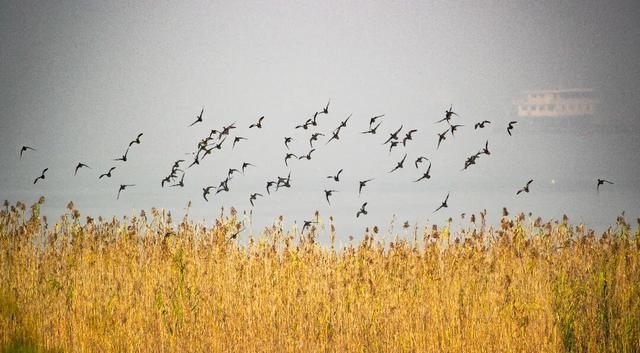 长江边，“飘雪”了！