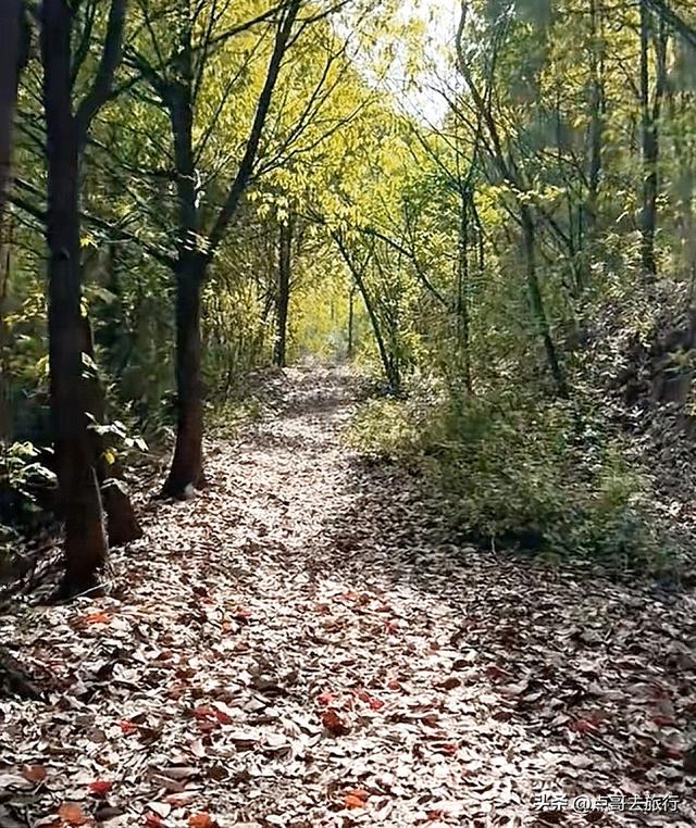 成都龙泉山冷门徒步路线，大片桉树林超美，不要门票，野趣十足！