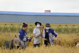 中国最知名大米——五常大米开镰！采购成本降25%，京东超市“源头直发”，“真五常大米”从田间直达餐桌图片
