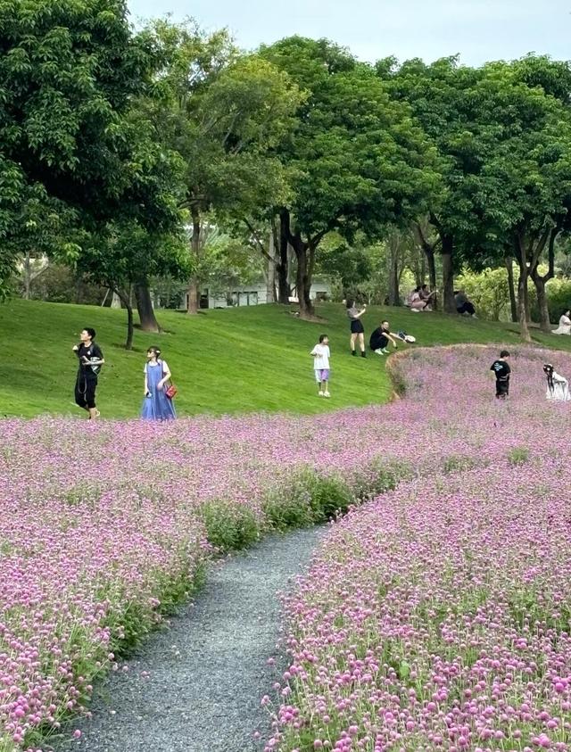 厦门植物园西山园，这里花海美得不像话，简直就是天然的莫奈花园
