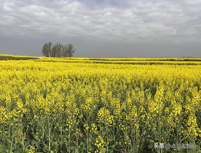 成都城区最大的油菜花田，2000亩铺天盖地般壮美，视觉非常震撼！