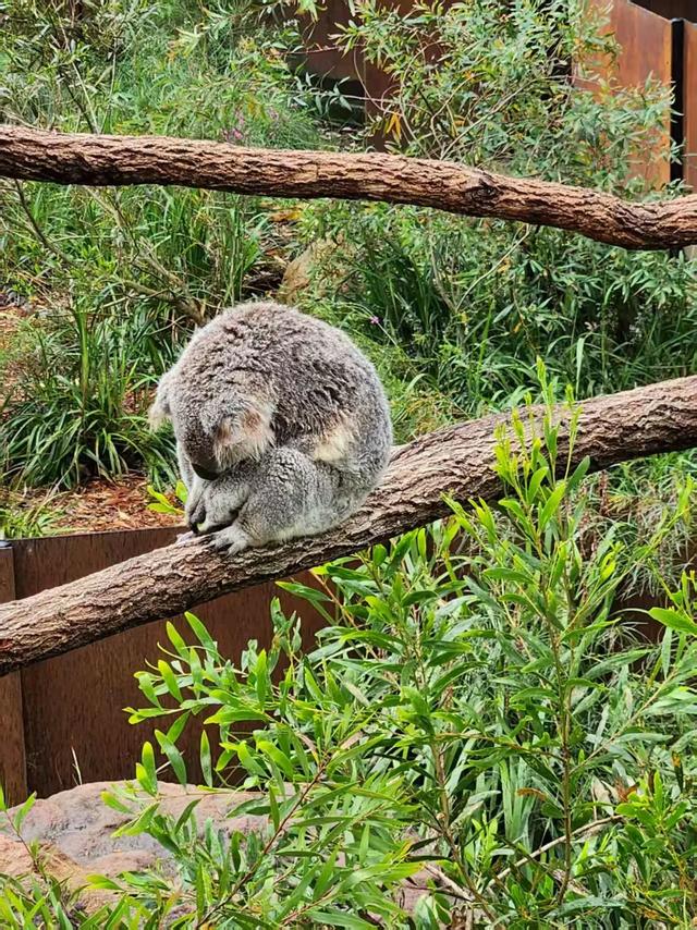 〔读城〕澳洲小镇游记
