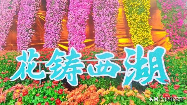 金秋赏花，醉美秋菊展，菊香满西湖