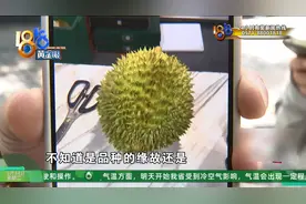 热搜第4！榴莲的这个问题，你懂吗？图片
