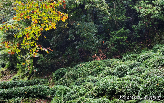 杭州九溪十八涧攻略怎么做？秋日该怎么选定路线？什么注意事项？