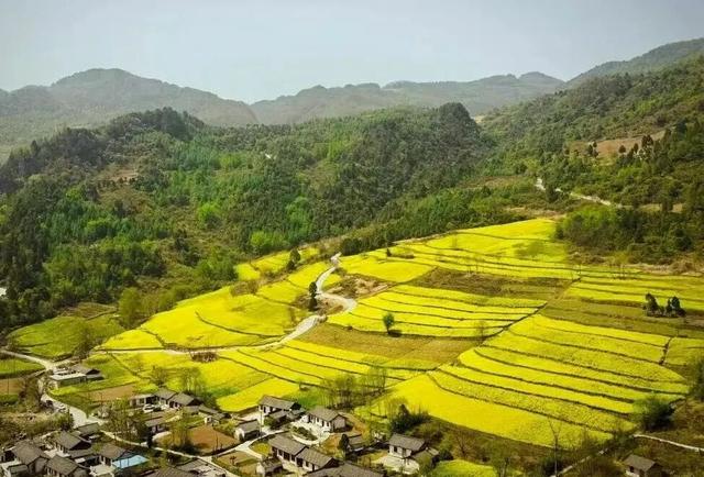 万亩花海迎宾客！第三届“诗韵大河·金色花海”农文旅推介暨促消费活动预告来啦～