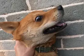 狗在“挨打”时，为什么不敢反抗？真相令人泪目图片