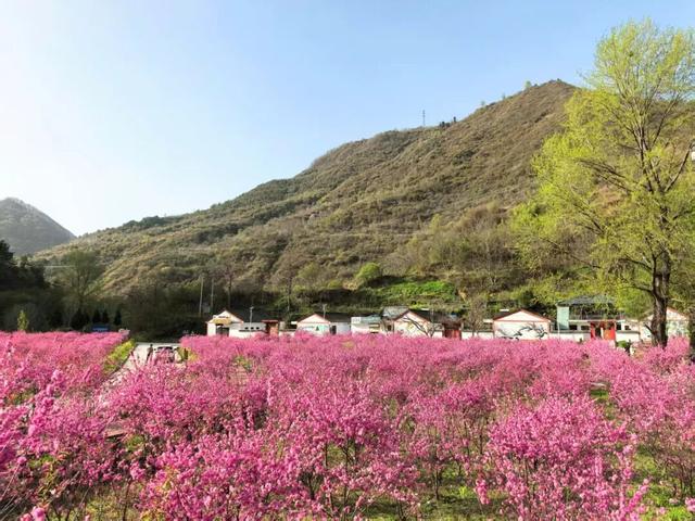 两当：一城繁花绘春色