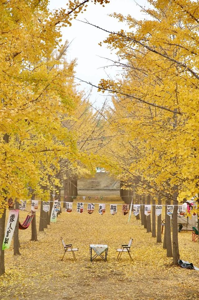 生为山东「银」，何其有「杏」！