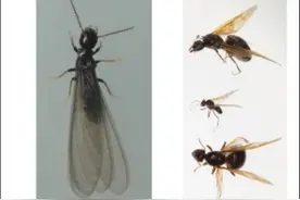 破坏性极强！白蚁近期易出现，记得关好门窗图片