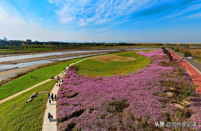 山西襄汾：波斯菊花开 美景醉游人
