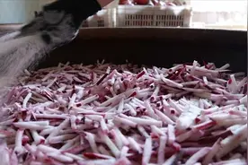 小雪节气后 萝卜腌制忙图片