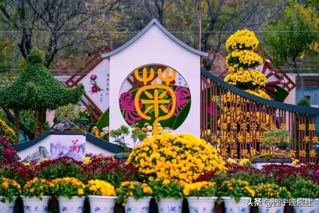 与西宁，共赴一场菊之约