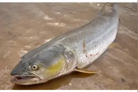 长江现巨型“水老虎”，体长2米凶悍异常，追到猎物一口撕成两半图片