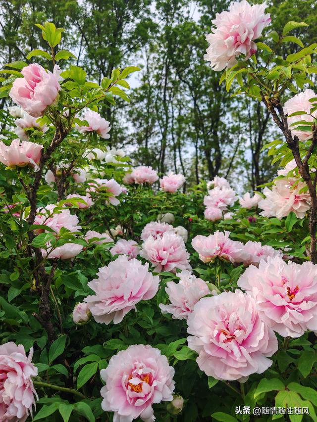 身为洛阳人，年年去牡丹园看花