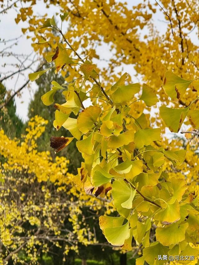 来河北这座小城：邂逅一场暖黄秋日盛宴