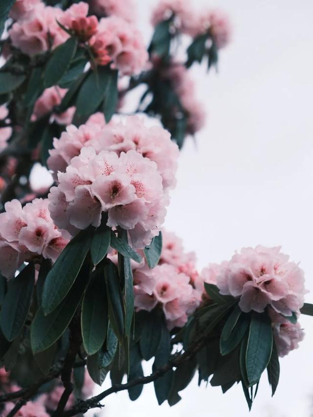 还没结束的花事，槽点太多了！