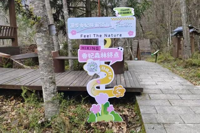 徒步阴平古道，艳遇紫荆繁花｜千年古道万亩紫荆待君来