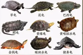 常见的龟类，特点，名称，饲养图片